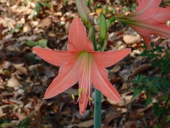 Hippeastrum hybridum
