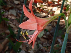 Hippeastrum hybridum