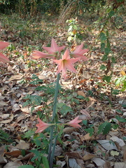 Hippeastrum hybridum