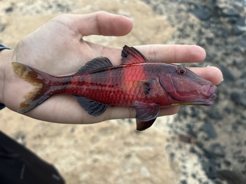 Manybar Goatfish, photo 2 of 9