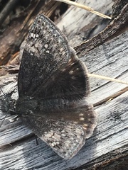Erynnis persius borealis