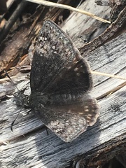 Erynnis persius borealis