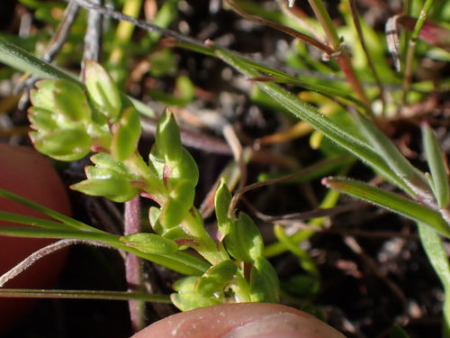 net pepper grass (Lepidium acutidens)