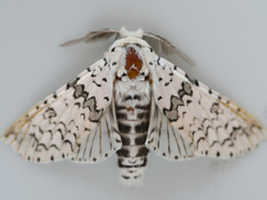 Kamalia timorensis
