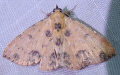 Corgatha semipardata