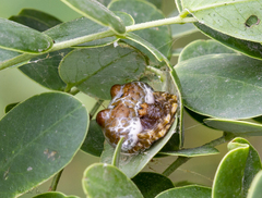 Mastophora cornigera