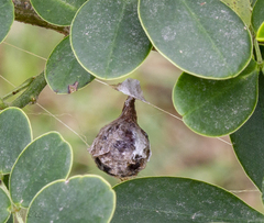 Mastophora cornigera