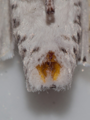Kamalia timorensis