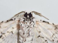 Kamalia timorensis