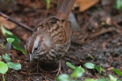 Melospiza melodia