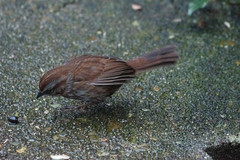Melospiza melodia