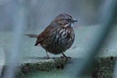 Melospiza melodia