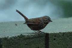 Melospiza melodia