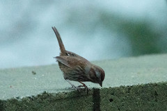 Melospiza melodia