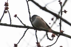 Junco hyemalis