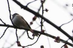 Junco hyemalis