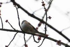 Junco hyemalis