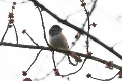 Junco hyemalis