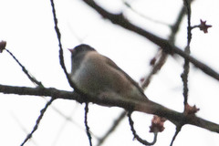 Junco hyemalis