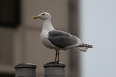 Larus glaucescens × occidentalis