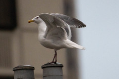 Larus glaucescens × occidentalis