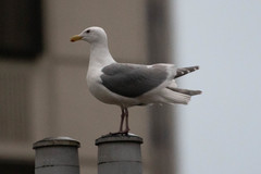 Larus glaucescens × occidentalis