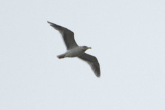 Larus glaucescens