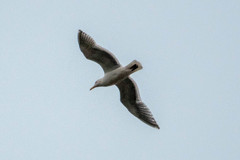 Larus glaucescens × occidentalis