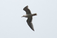 Larus glaucescens × occidentalis