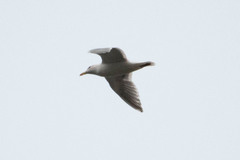 Larus