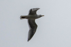 Larus glaucescens × occidentalis