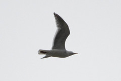 Larus glaucescens × occidentalis