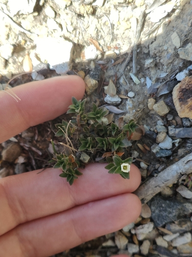 Mitrasacme pilosa, 2026-02-16