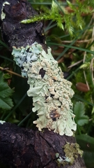 Flavoparmelia soredians