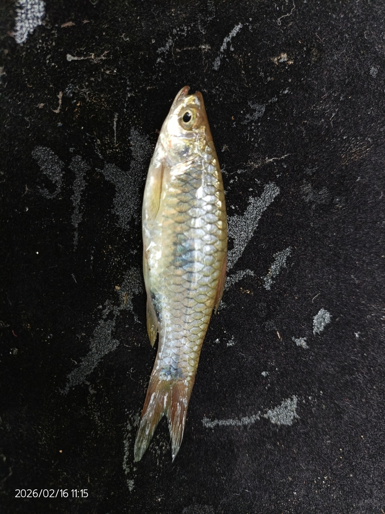 Two-spot Rasbora (Rasbora elegans)
