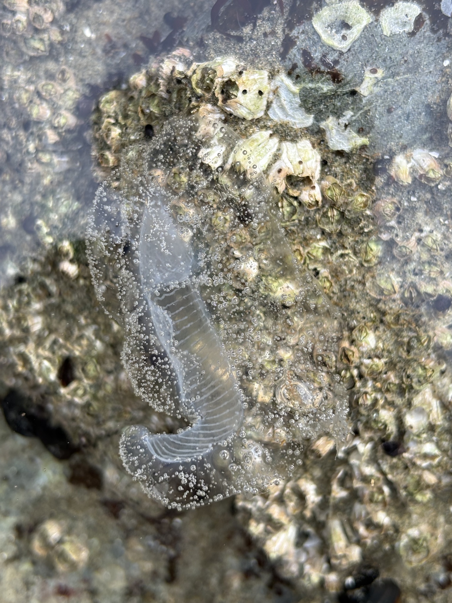 Aequorea victoria (Murbach & Shearer, 1902)