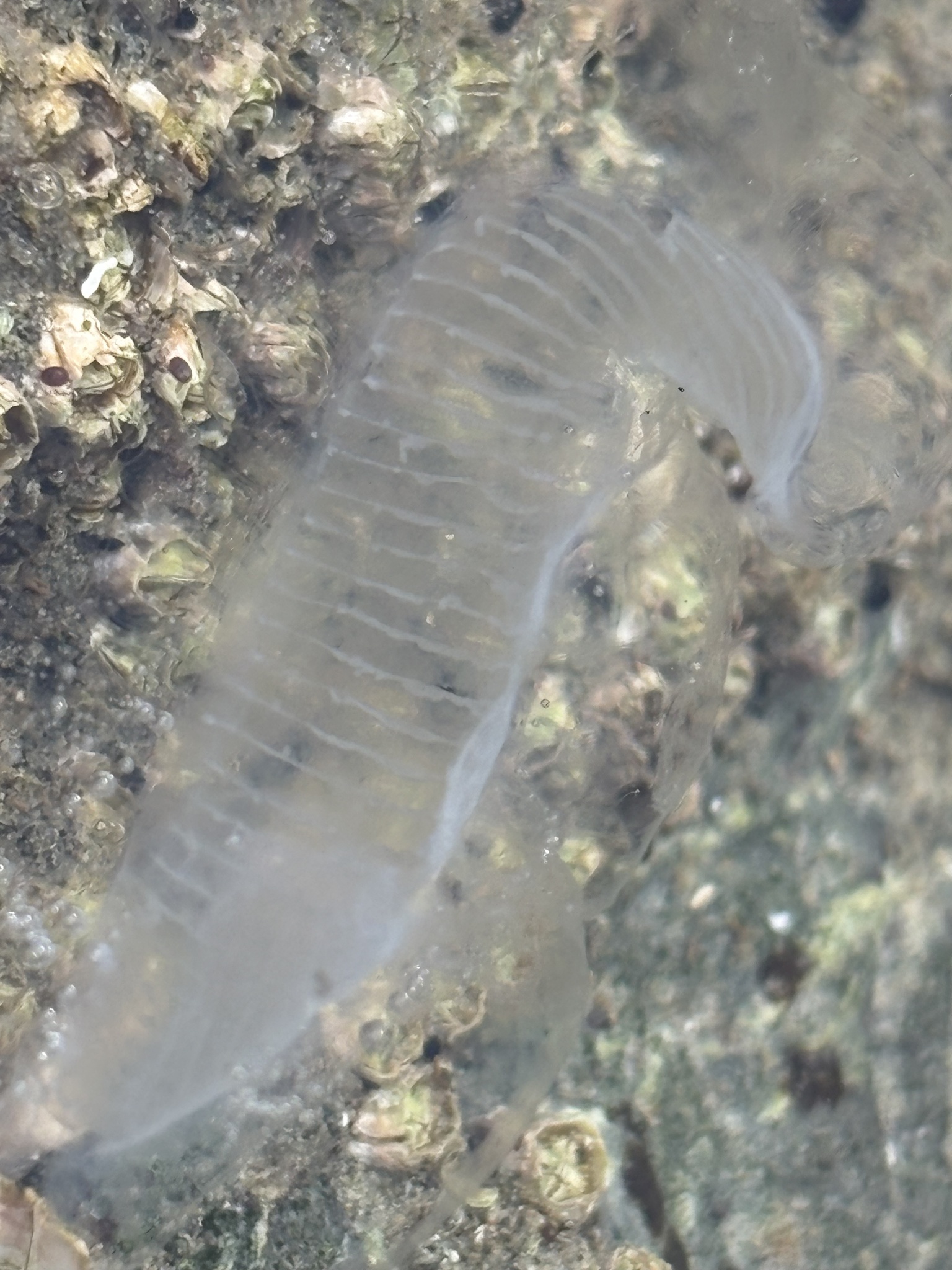 Aequorea victoria (Murbach & Shearer, 1902)