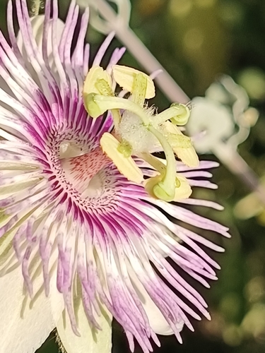 Desert Passionfruit (Passiflora pentaschista)
