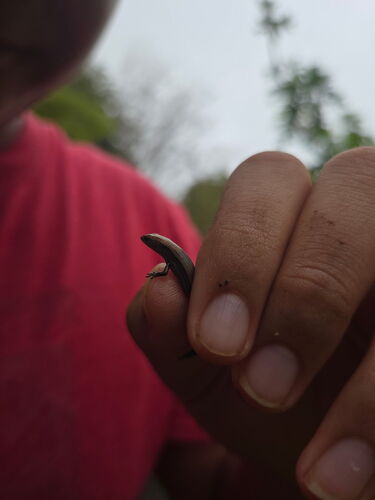 Lampropholis delicata observed 2026-01-07