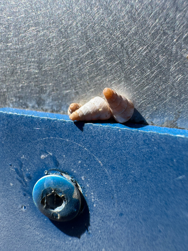 Cochlicella acuta
