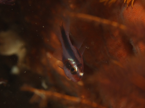 Apogon semiornatus observed 2026-02-13