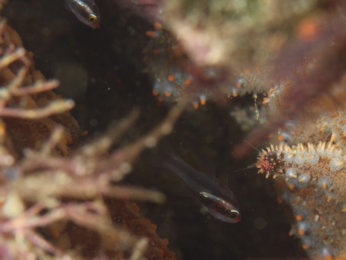 Apogon semiornatus observed 2026-02-13