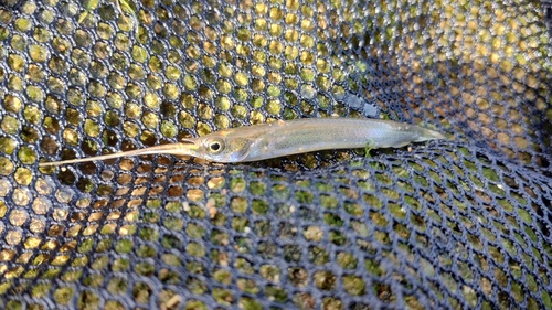 Duncker's river garfish (Zenarchopterus dunckeri) — Zenarchopteridae — 2