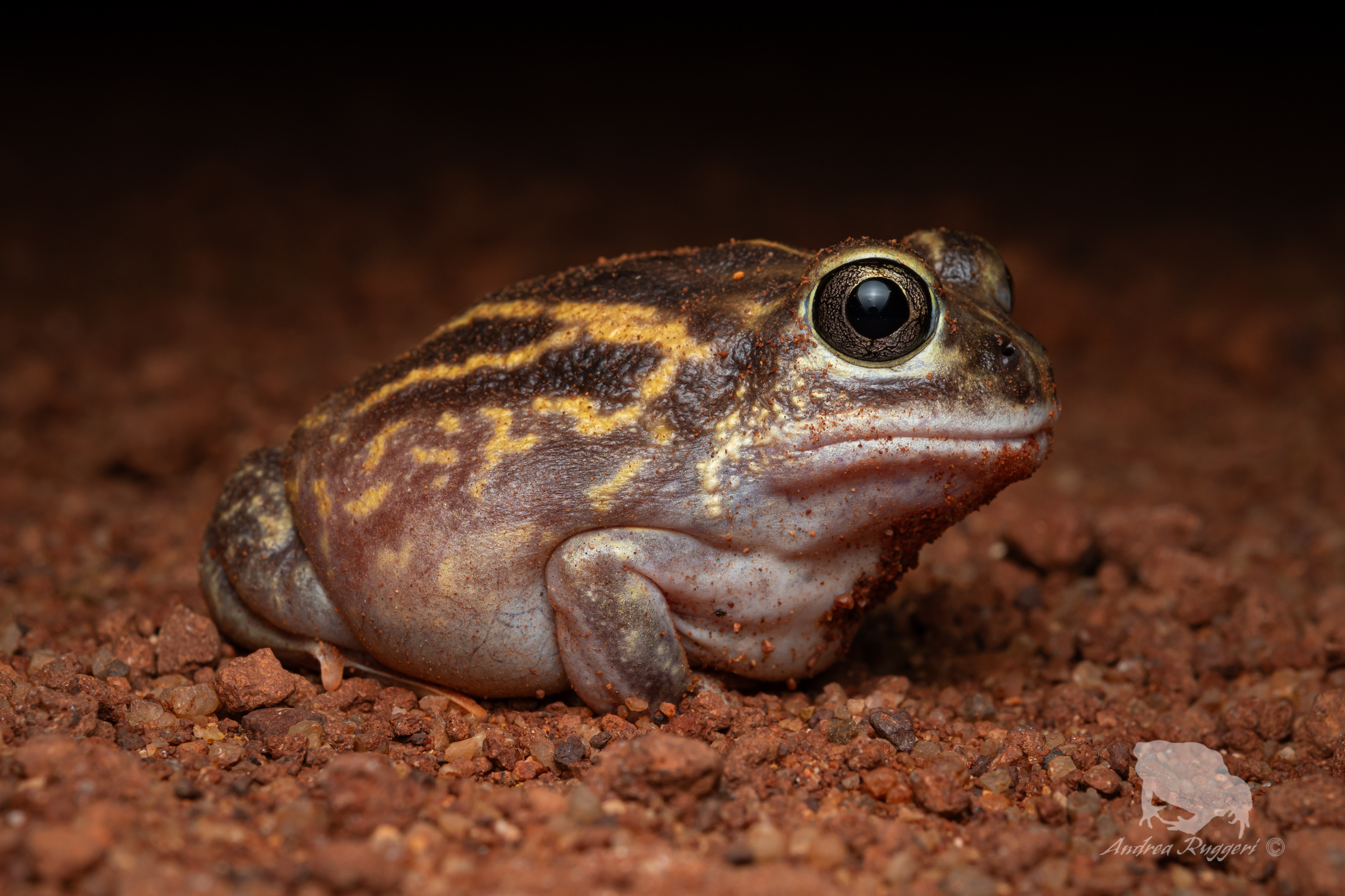 Goldfield's Bull Frog photo 2