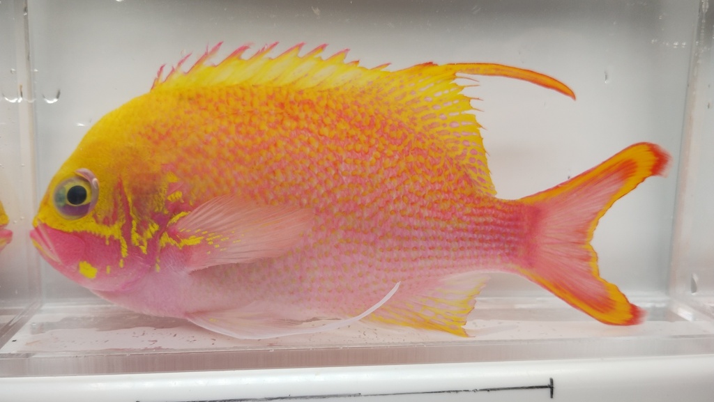 Katayama's anthias (Odontanthias katayamai) — Serranidae