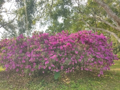 Rhododendron × pulchrum