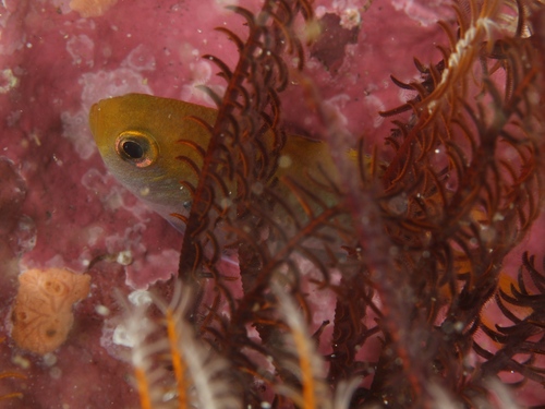 Bluespotted chromis (Chromis dasygenys) — Pomacentridae — 3