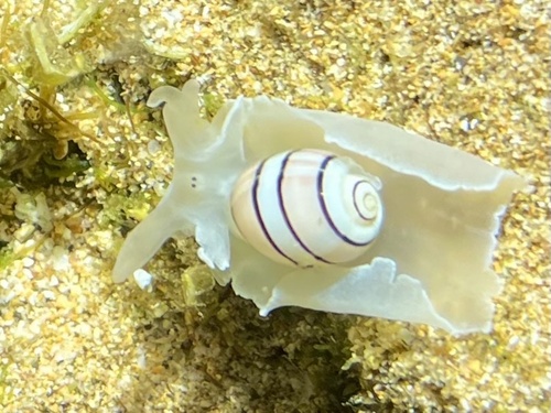 Hydatina amplustre observed 2026-02-15