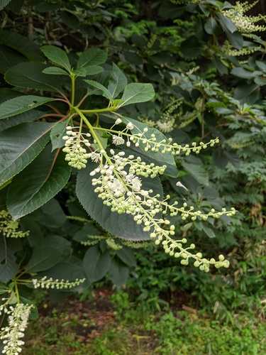 Japanese Clethra (Clethra barbinervis)