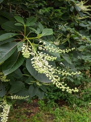 Clethra barbinervis